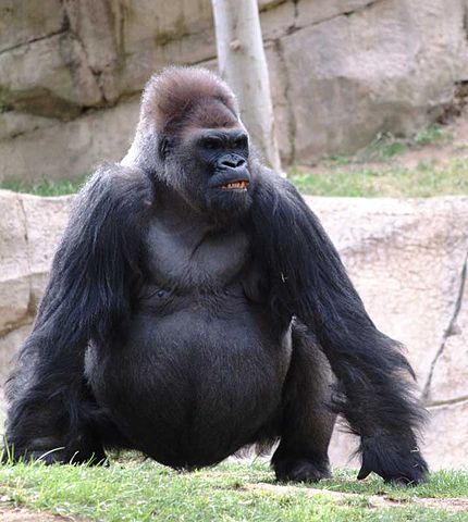 gorillaa