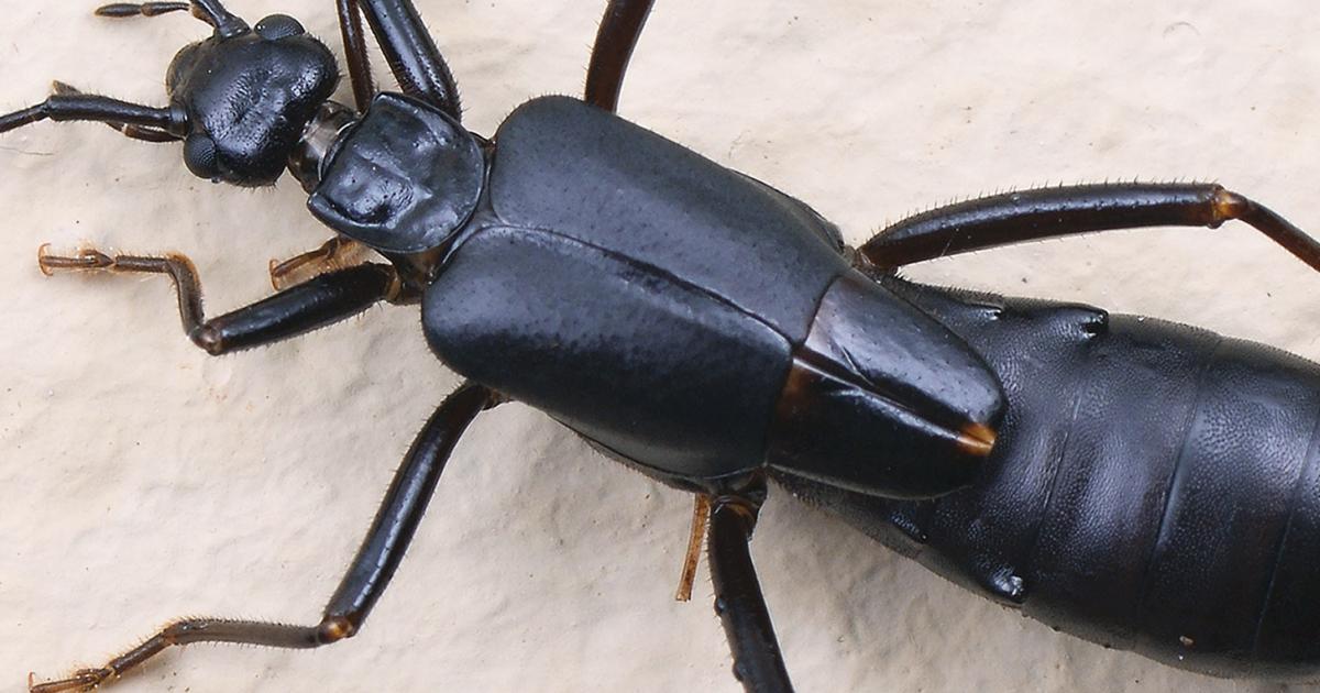 The Fascinating World of Earwig: Nature's Little Garden Helpers